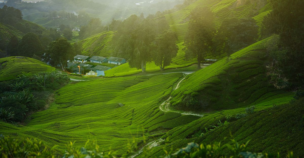 découvrez les cameron highlands : plantations de thé, randonnées, marchés locaux et conseils pratiques pour organiser votre séjour au cœur de la malaisie.