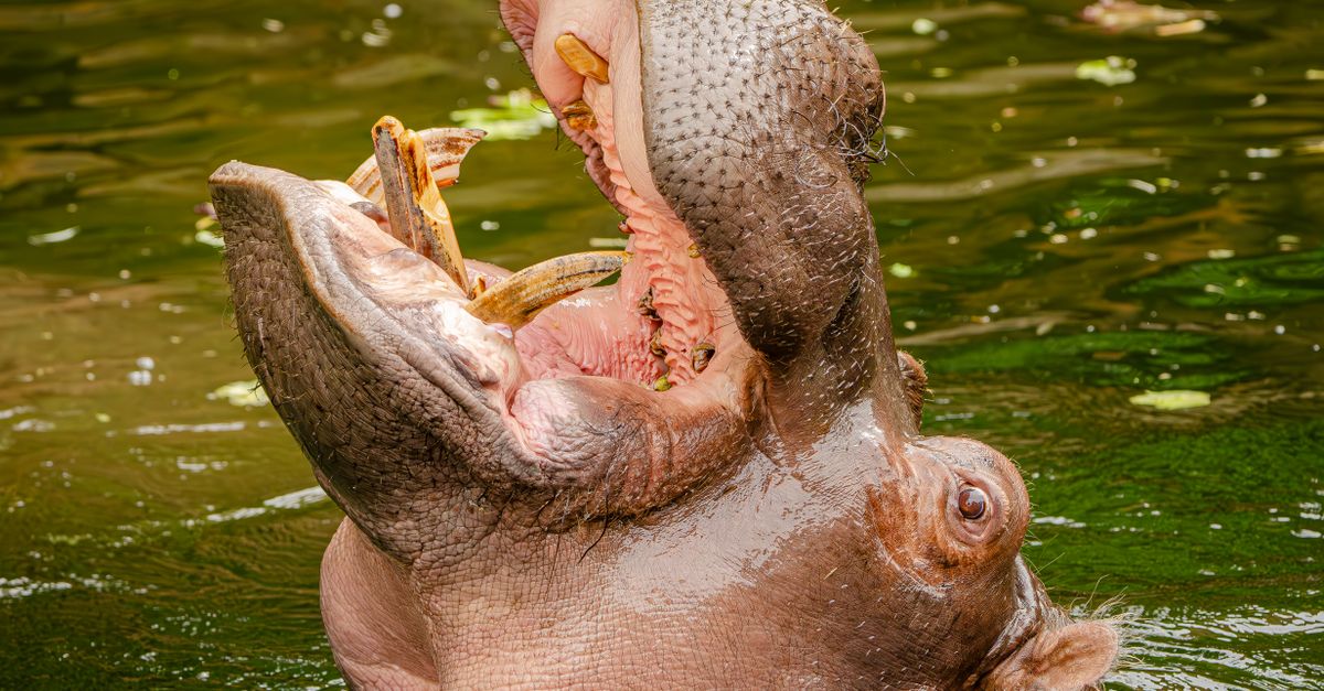 explorez la rivière kinabatangan à bornéo et observez sa faune exceptionnelle lors d’un safari au cœur d’une nature préservée.