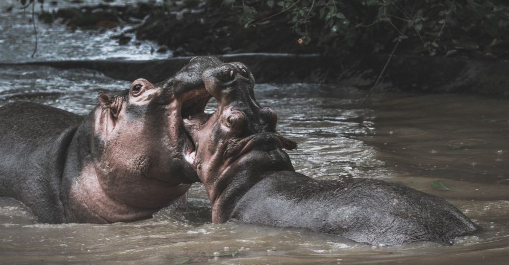 partez en safari sur la rivière kinabatangan et observez orangs-outans, éléphants pygmées et singes nasiques dans la jungle de bornéo.