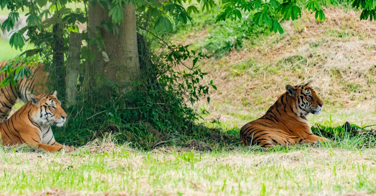 discover the Malayan tiger, a majestic big cat of Southeast Asia’s tropical forests, now threatened by habitat loss.
