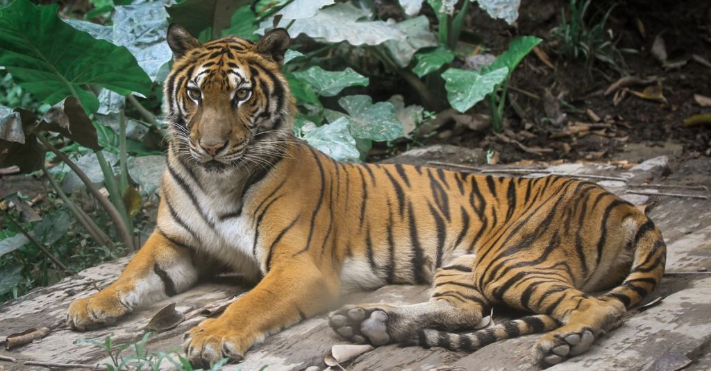 découvrez le tigre de malaisie, un félin majestueux et menacé qui vit dans les forêts tropicales de la péninsule malaise.