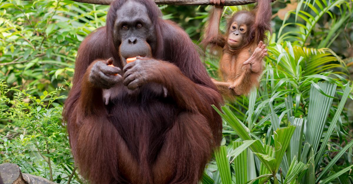 discover Sepilok's orangutan rehabilitation centre in Sabah, Malaysia, dedicated to their protection and return to the wild.