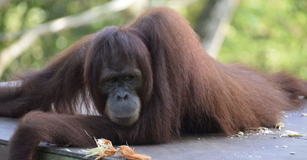 découvrez le centre de réhabilitation des orangs-outans de sepilok, à bornéo, un lieu emblématique dédié à leur protection et à leur retour à la vie sauvage.