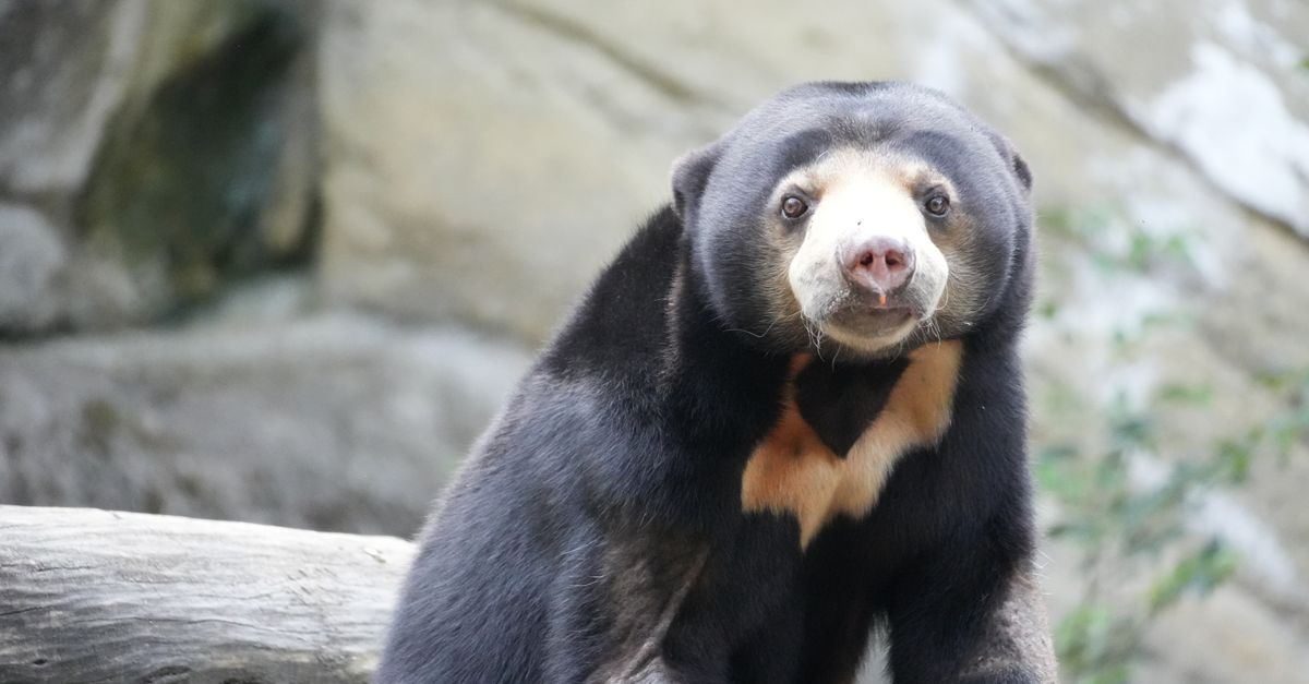 découvrez l’ours malais, le plus petit ours du monde : son habitat en asie du sud-est, son alimentation et son étonnante marque dorée.