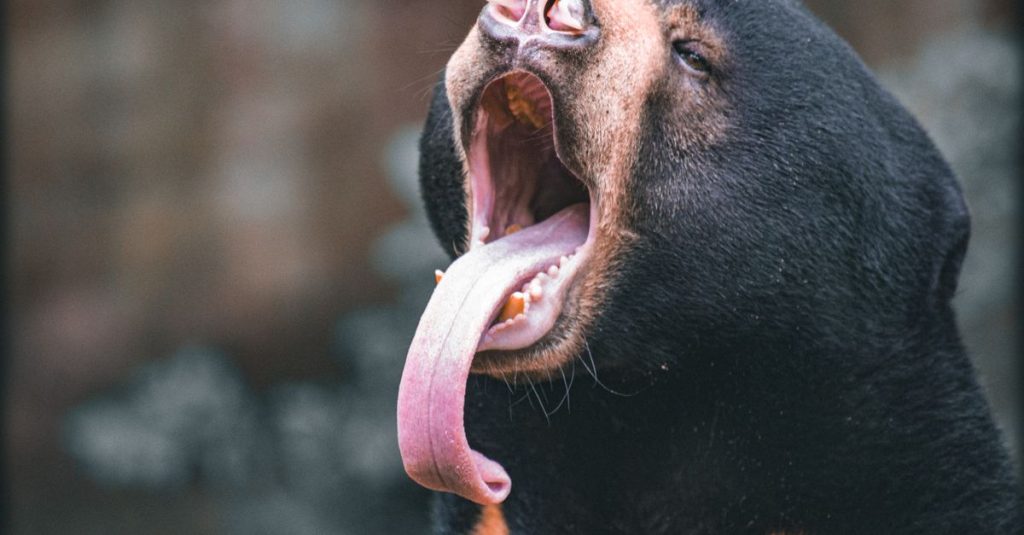 découvrez l’ours malais, le plus petit ours du monde : son habitat tropical, son alimentation et les menaces qui pèsent sur cette espèce.