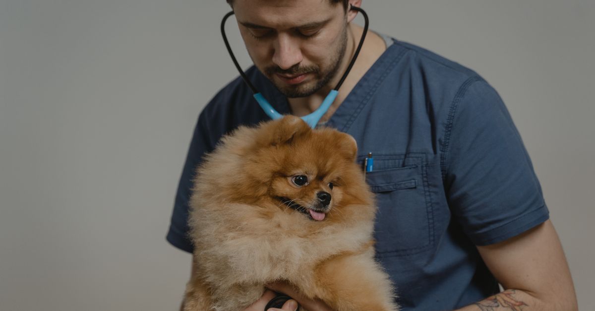 find the best veterinary clinics in Malaysia offering expert care for your pets. Quality services and experienced vets near you.