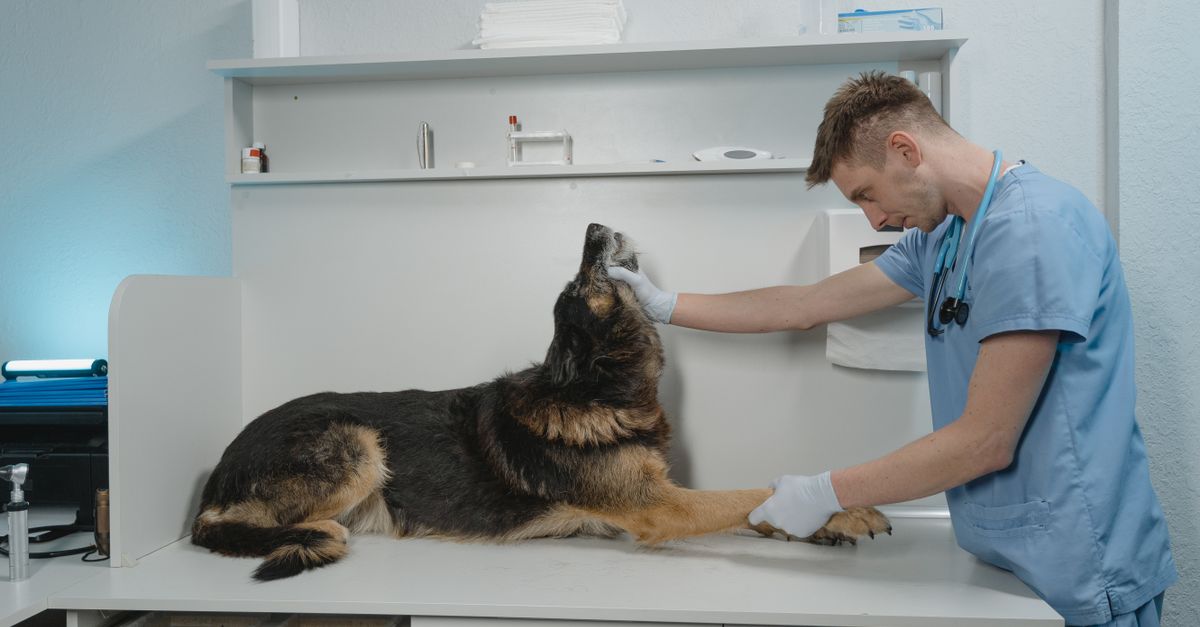 Veterinary clinics in Malaysia: How to ensure effective animal healthcare