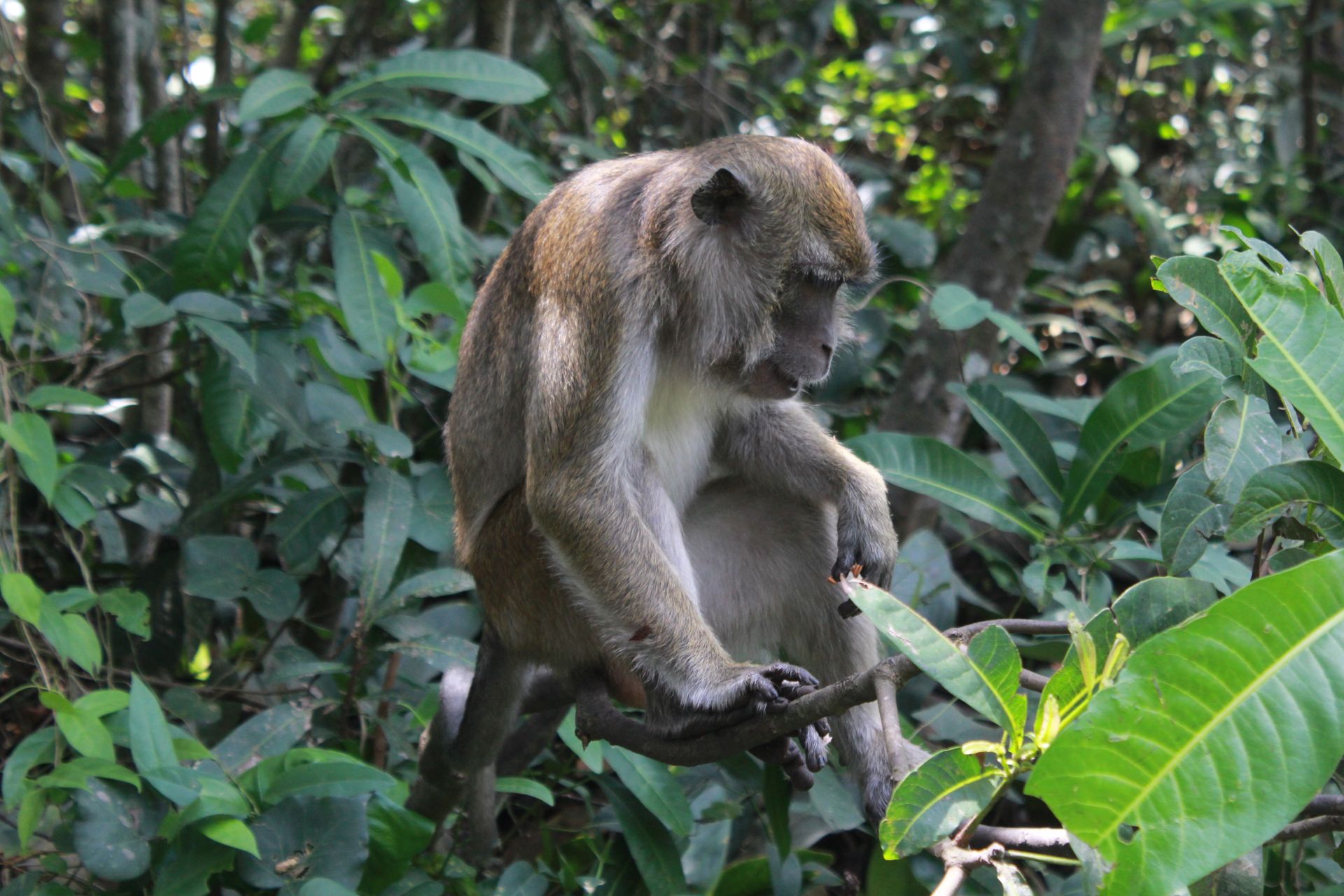 Bornéo Jungle