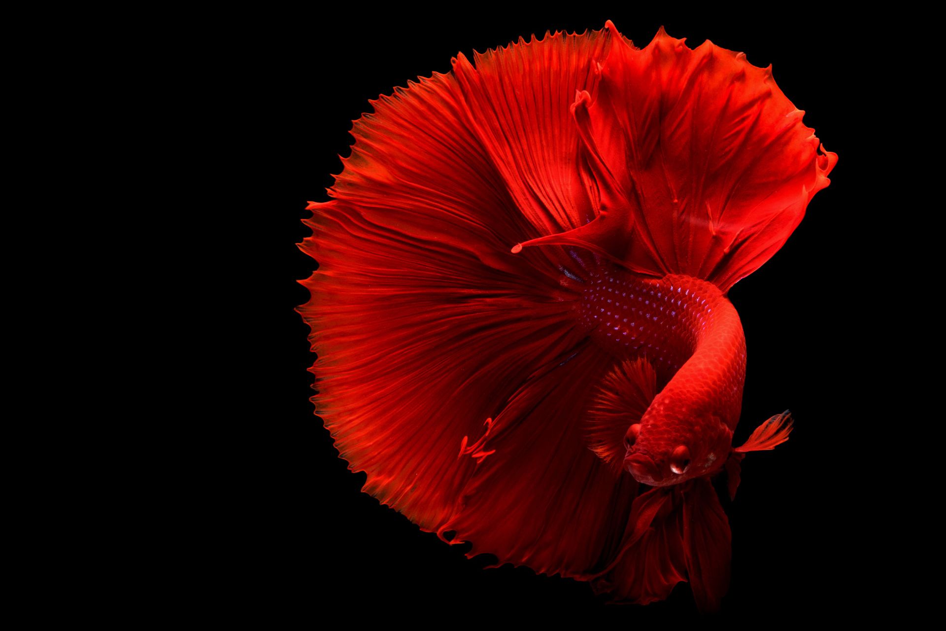 Banc de poissons tropicaux