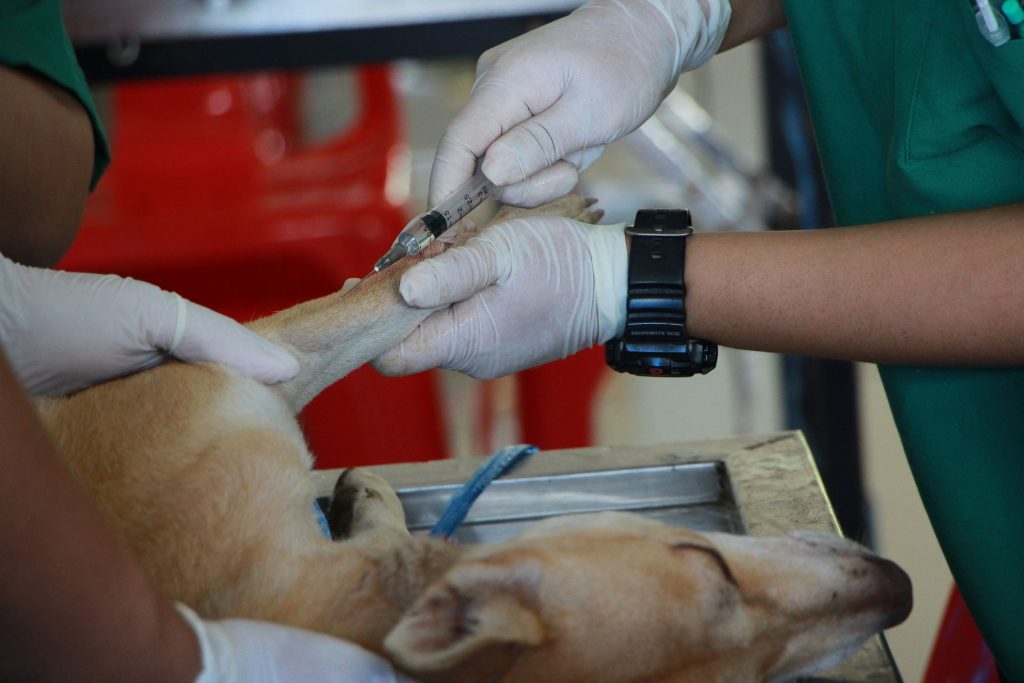 Cliniques vétérinaires en Malaisie : comment assurer la santé animale efficacement