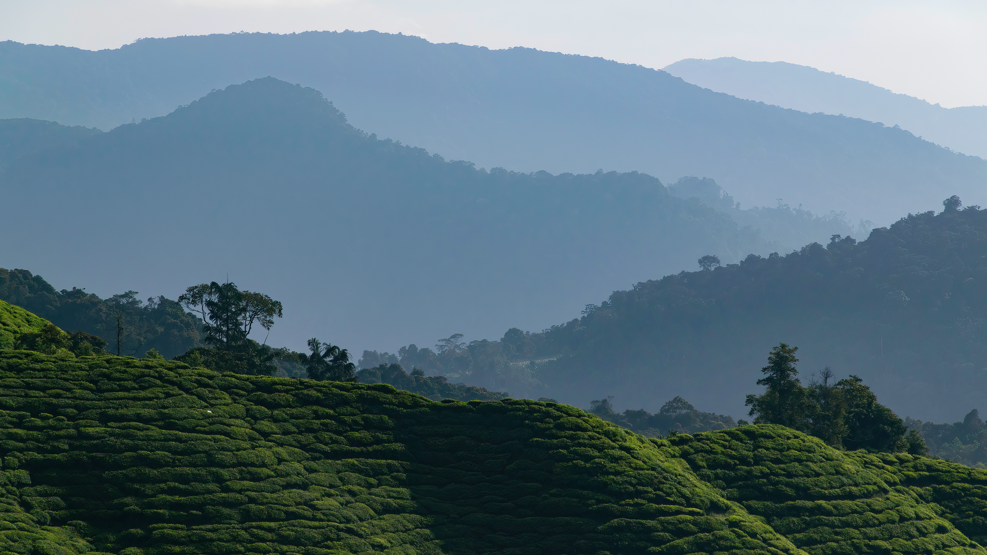 Paysage verdoyant des Cameron Highlands avec plantations de thé