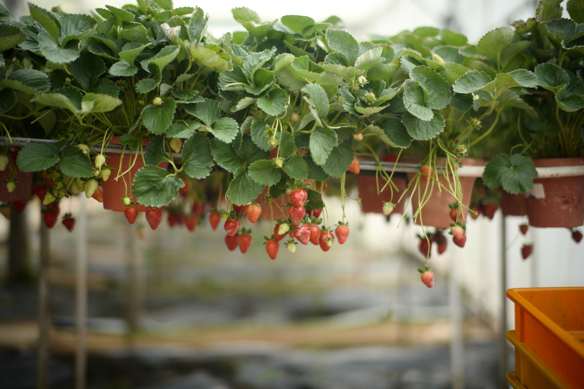 Que faire à Cameron Highlands