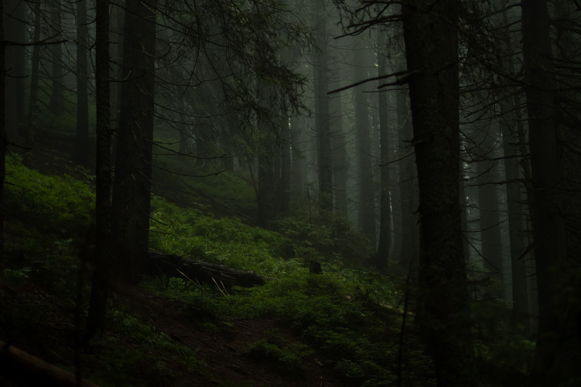 Brume dans la jungle