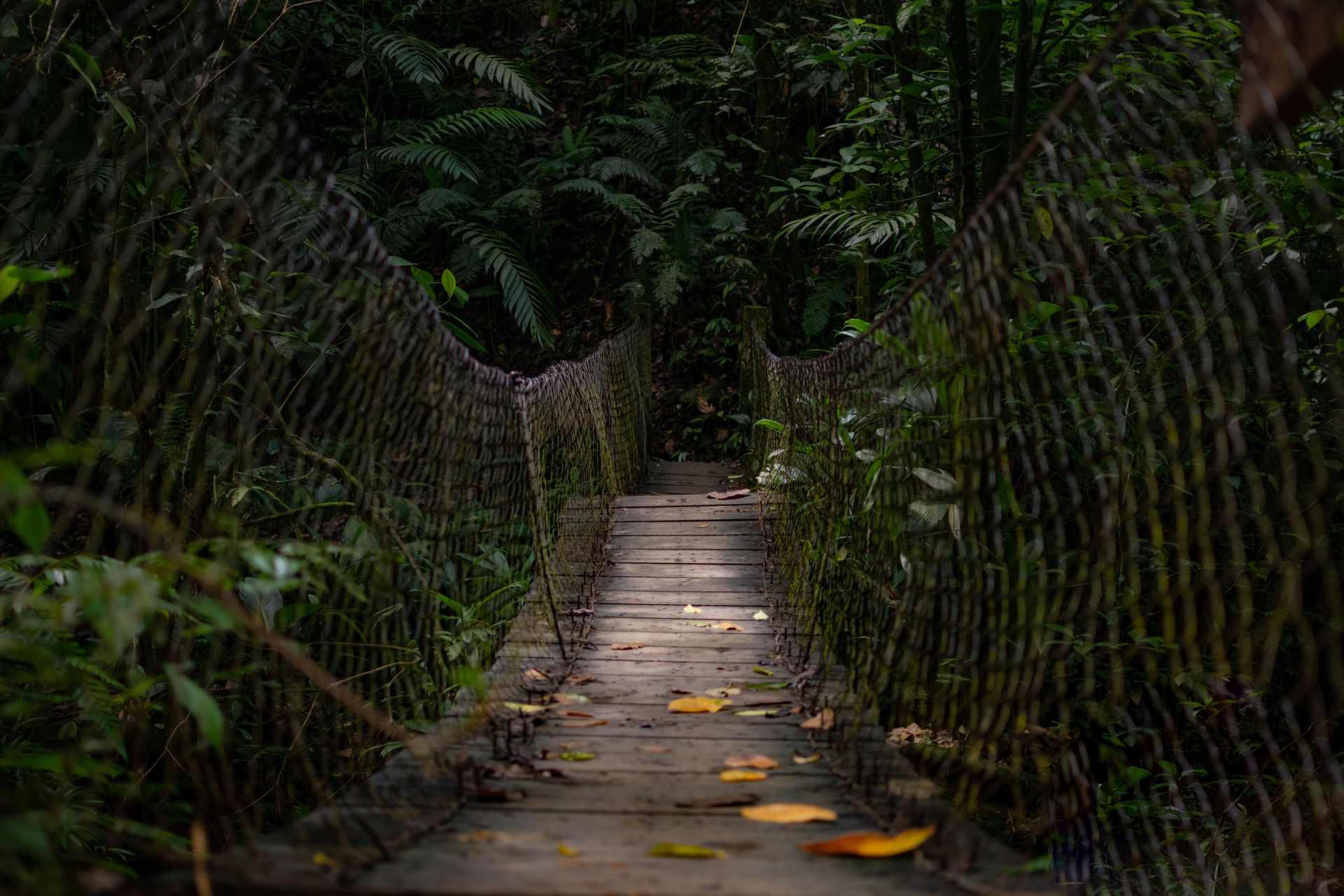 Que faire à Taman Negara