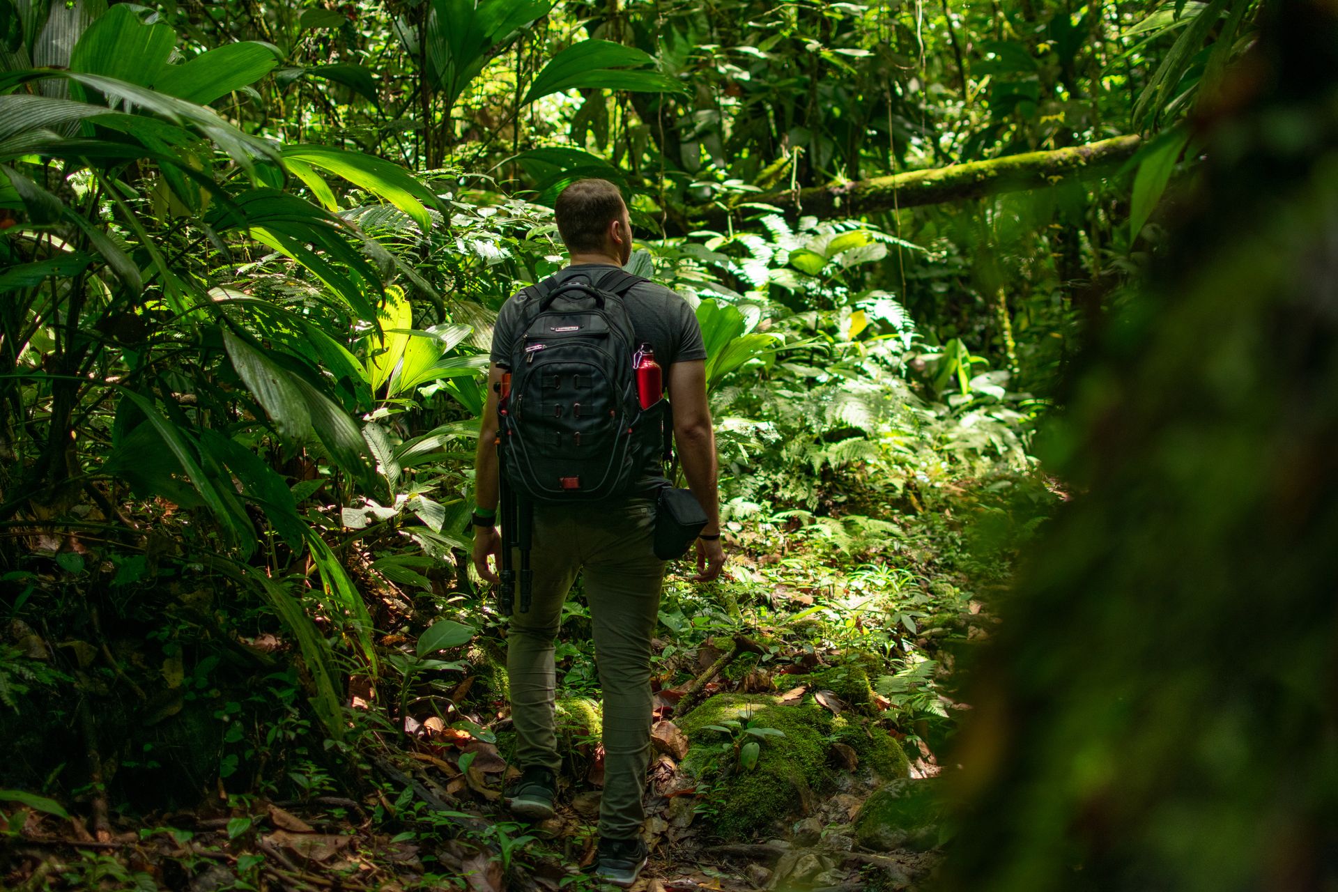 Immersion Jungle