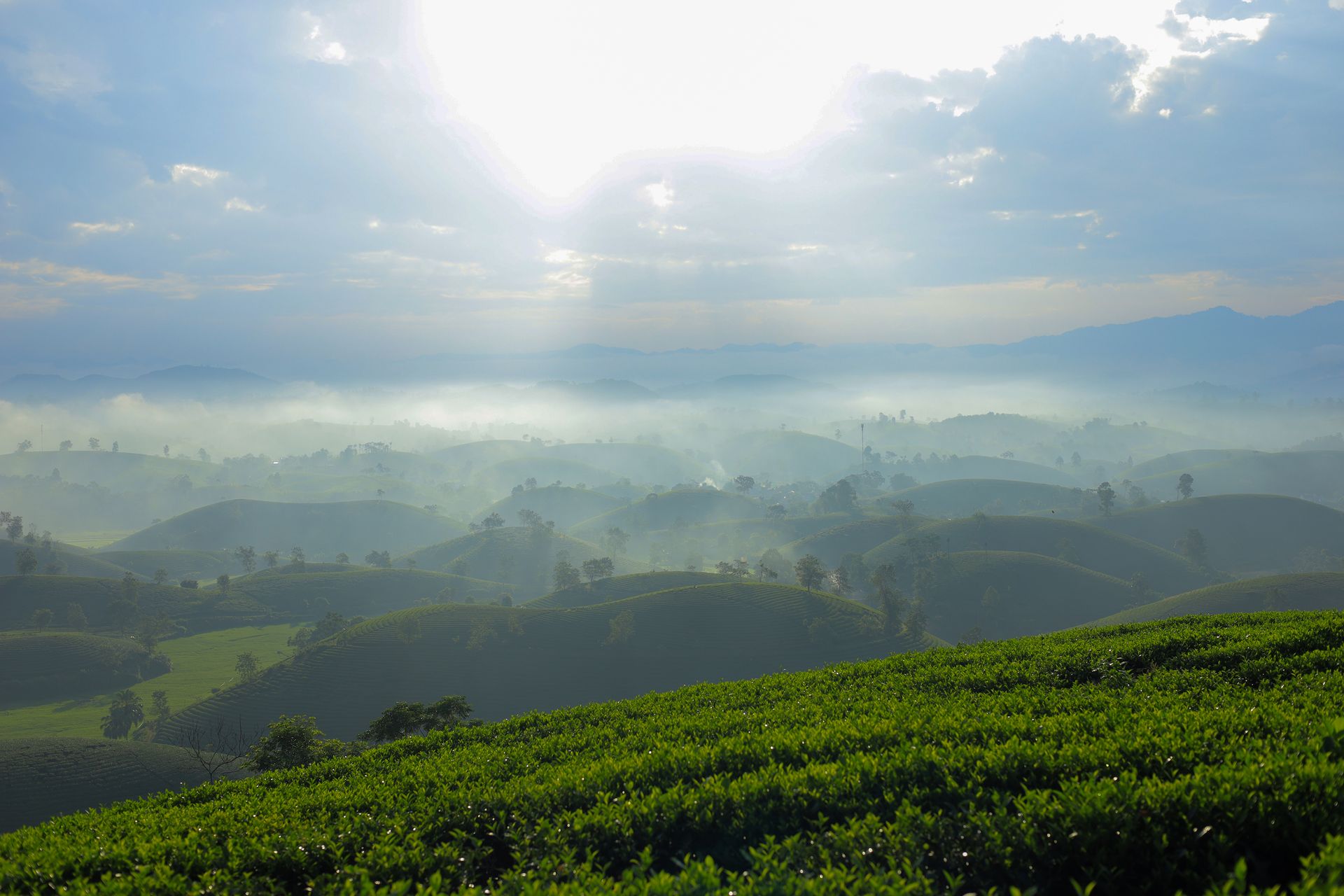 Boh Tea Centre