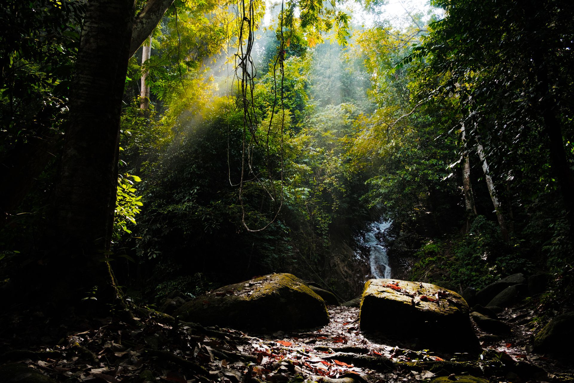 Brume matinale dans la forêt de mousse