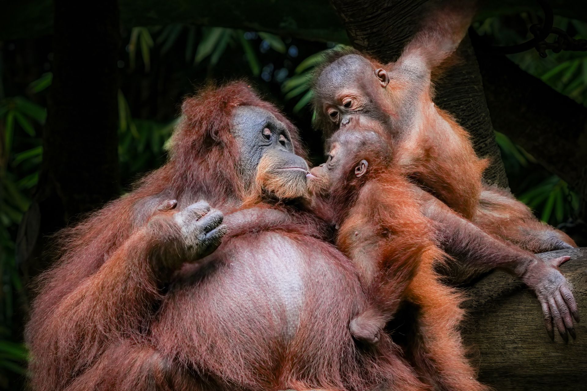 Centre d'orangs-outans de Semenggoh à Kuching