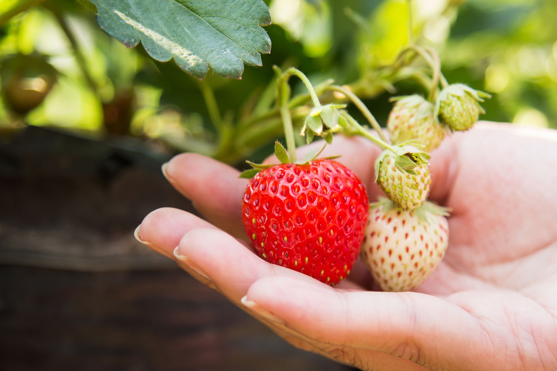 Fermes de fraises à Cameron Highlands
