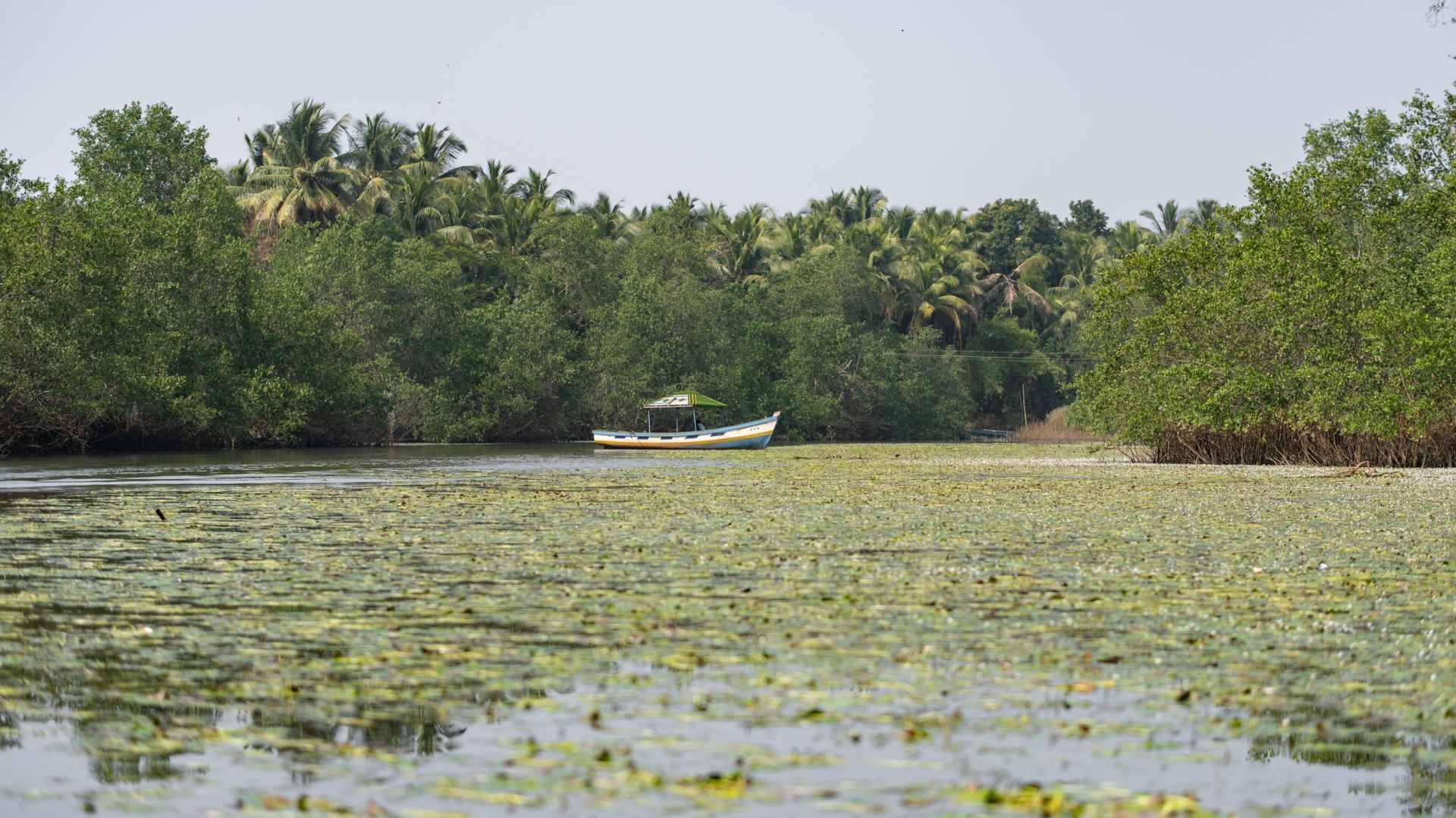 Mangroves de la rivière Klias