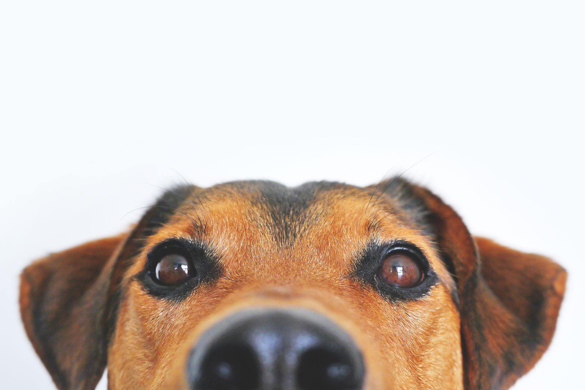 Vétérinaire examinant un chien