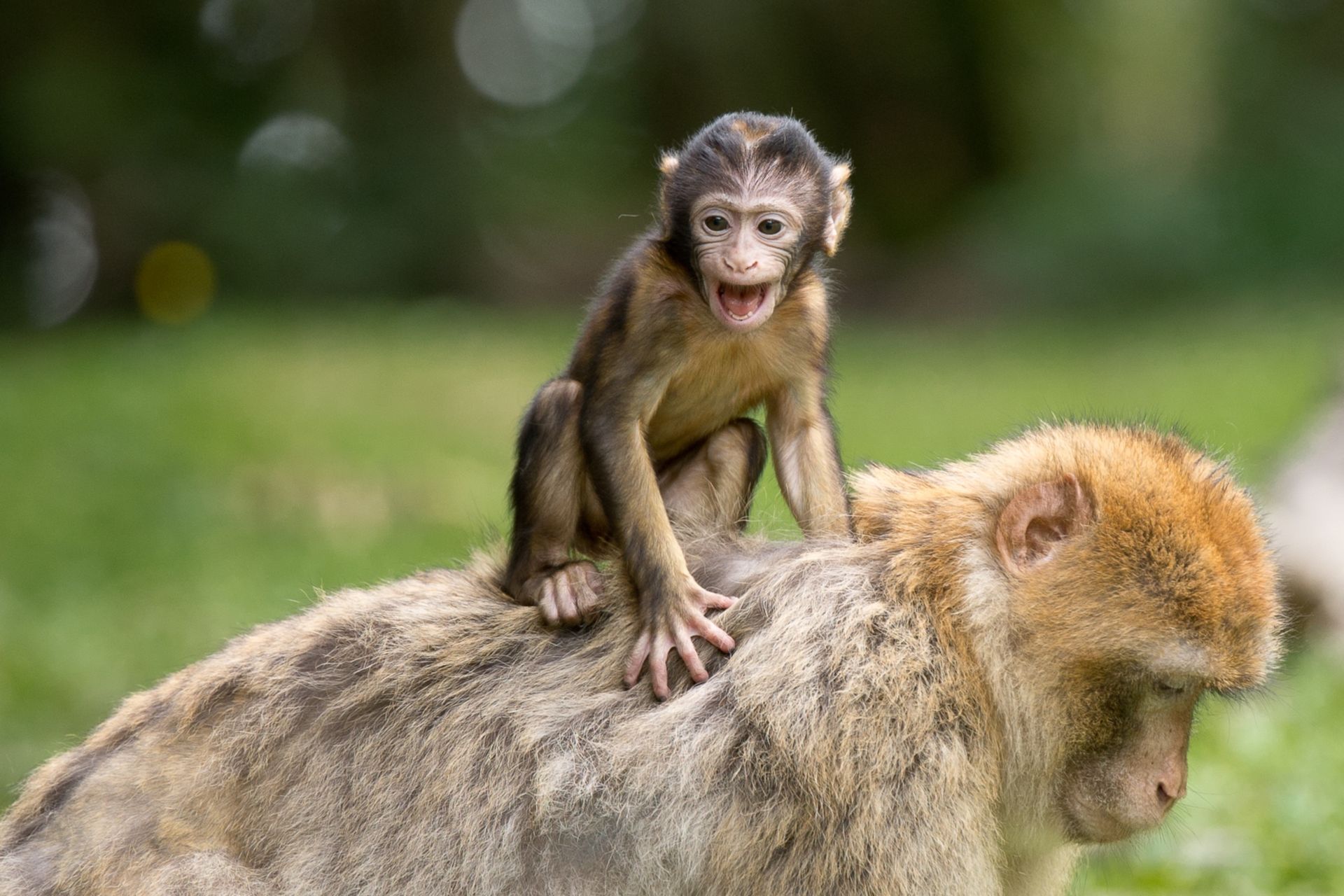 Proboscis Monkey