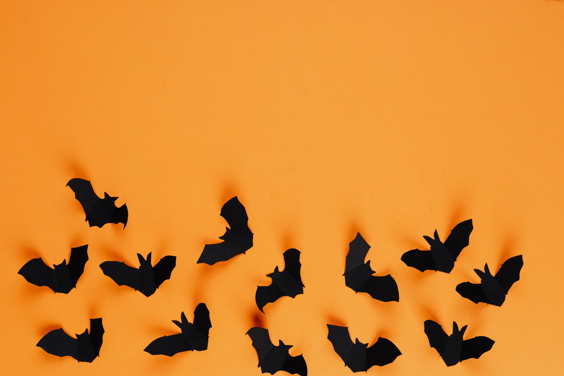 Bats in Mulu