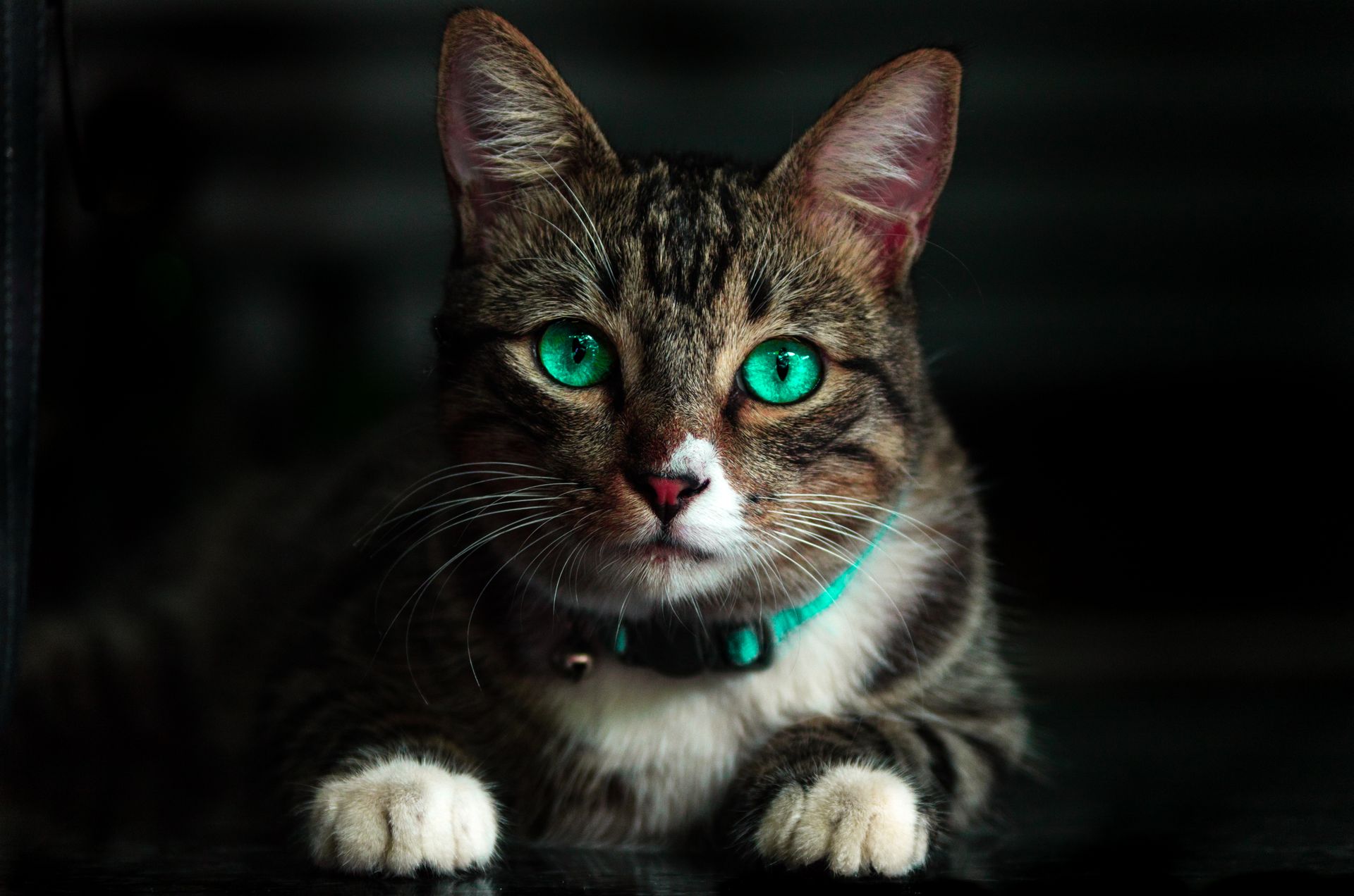 Chat en bonne santé