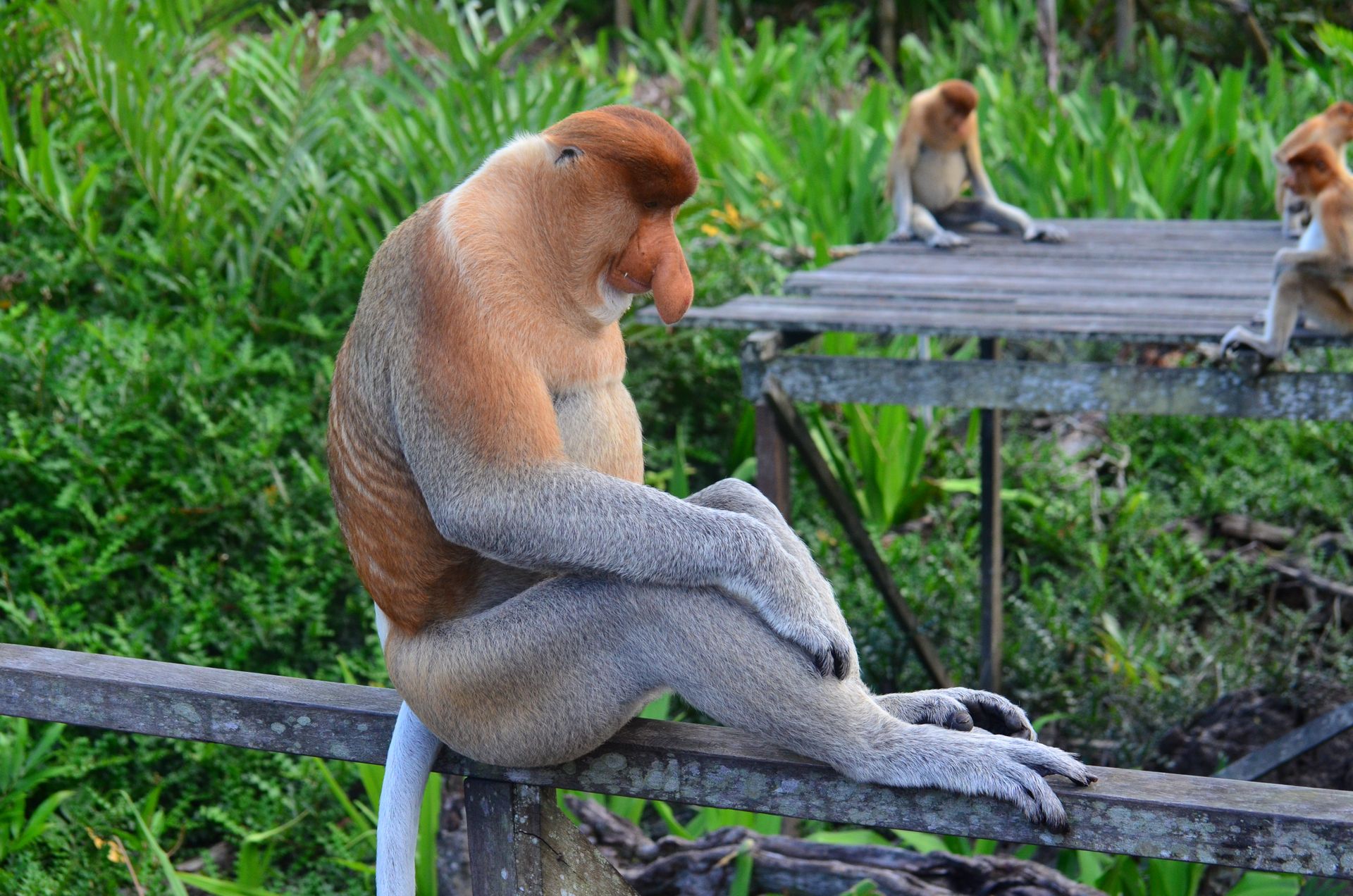 Groupe de singes nasiques dans les arbres des mangroves