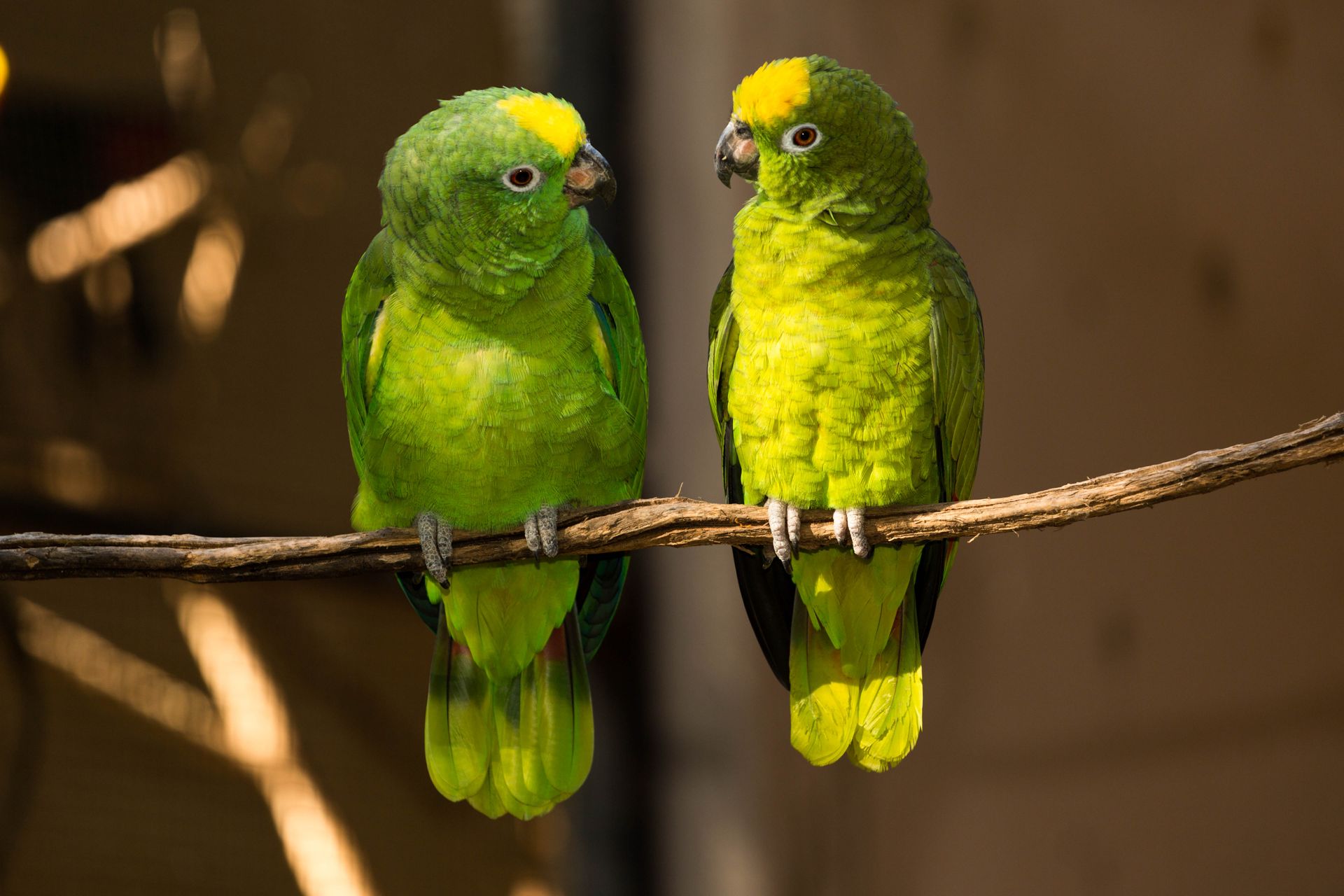 Perroquet coloré