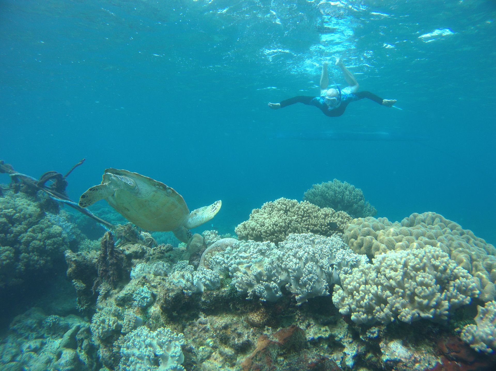 Une tortue verte nageant dans les eaux turquoise des îles Perhentian, entourée de coraux et de poissons tropicaux