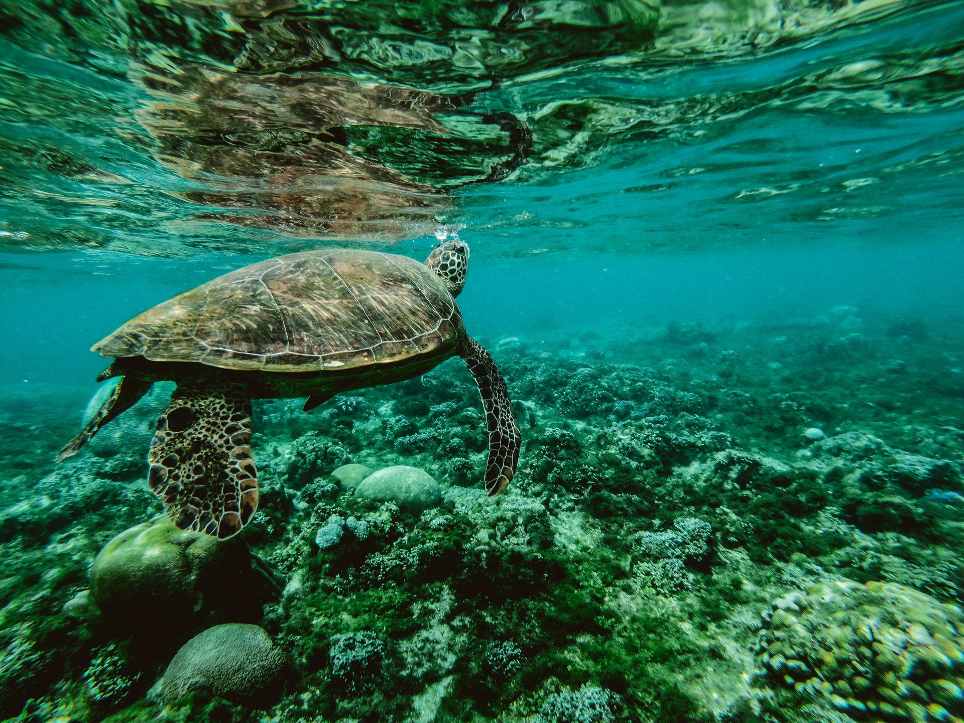 Tortue marine géante à Sipadan