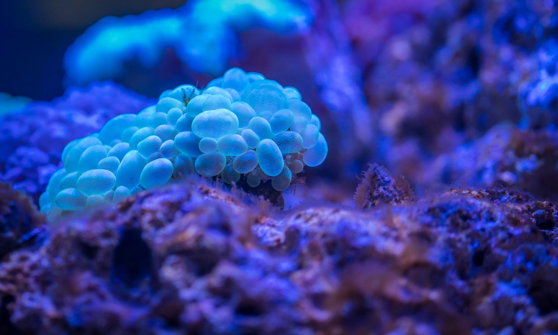 Coraux multicolores