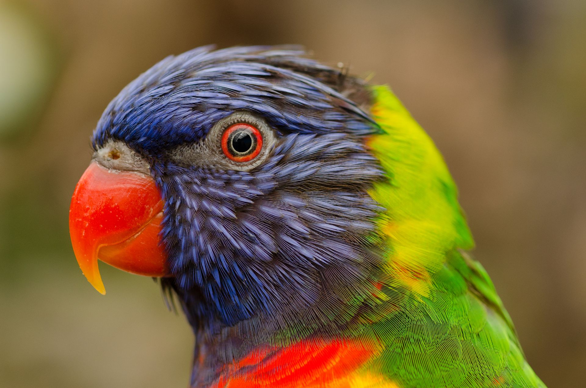 Oiseau exotique