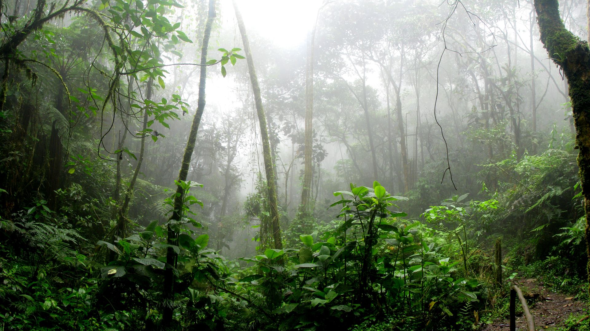Nature tropicale Penang